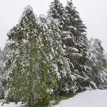 Hotel Boutique Alpenhof 3*