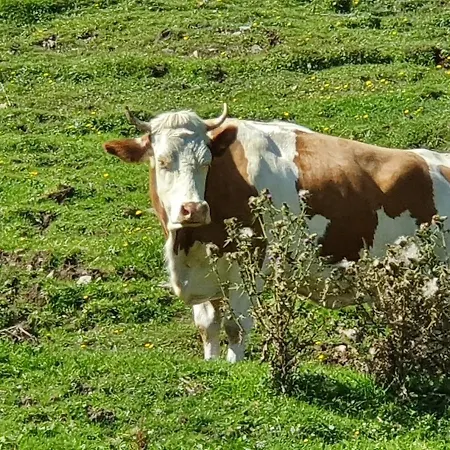 Boutique Alpenhof Hotel Sankt Martin am Tennengebirge