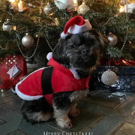 Hotel Boutique Alpenhof 3*