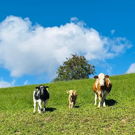 Boutique Alpenhof Hotel 3*