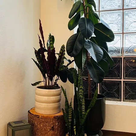 Boutique Alpenhof Hotel 3*