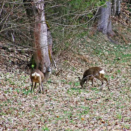 Boutique Alpenhof 3*