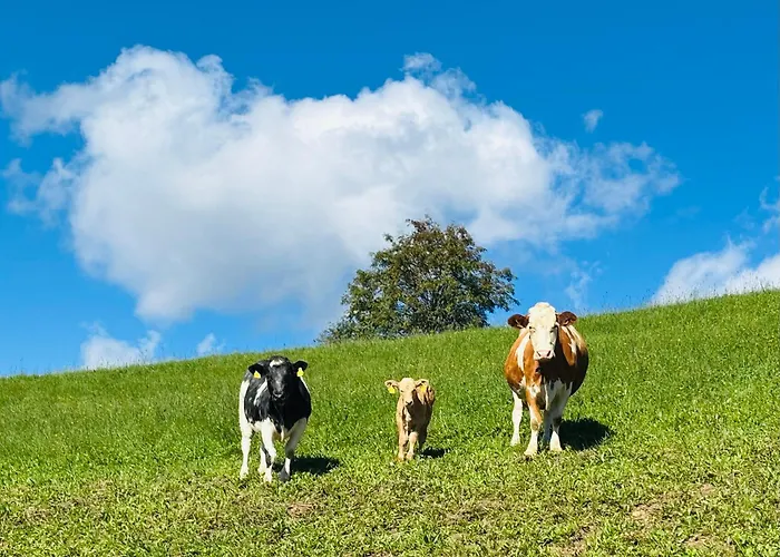 Boutique Alpenhof Hotel 3*